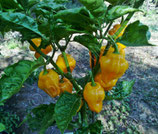 PIANTA PEPERONCINO TRINIDAD PERFUME - VASO 14