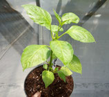 PIANTA PEPERONCINO BISHOP'S CROWN  - VASO 14