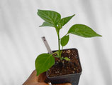 PIANTA PEPERONCINO PEA - VASO 14