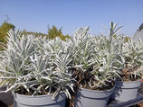 PIANTA LAVANDA DENTATA Lavandula -  VASO 14