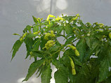 PIANTA PEPERONCINO ARIBIBI GUSANO - VASO 14