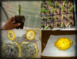 PIANTA PITAYA YELLOW/ DRAGON FRUIT Selenicereus megalanthus syn.  Hylocereus  megalanthus - VASO  7
