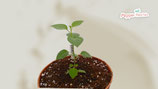 PIANTA PEPERONCINO CAPSICUM CARDENASII (ULUPICA) - VASO 14
