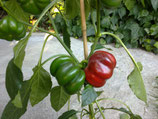PEPERONCINO TOPEPO FRESCO