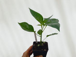 PIANTA PEPERONCINO QUINTISHO Var. Baccatum - VASO 14