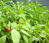 PEPERONCINO TONDO FRESCO