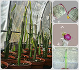 PITAYA / DRAGON FRUIT Hylocereus undatus - PIANTA VASO  14