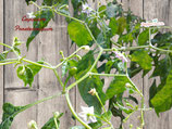 PIANTA PEPERONCINO CAPSICUM PRAETERMISSUM  - VASO 14