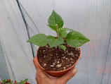 PIANTA PEPERONCINO CAROLINA REAPER CHOCOLATE - VASO 14