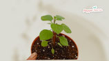 PIANTA PEPERONCINO CAPSICUM CILIATUM (RHOMBOIDEUM) - VASO 14
