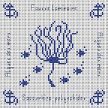 La fausse Laminaire