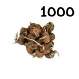 1000 bolbos calibre 8-9