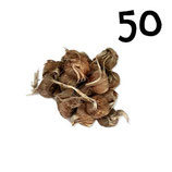 50 bolbos calibre 8-9