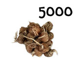 5000 bolbos calibre 9-10