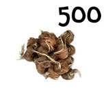 500 bolbos calibre 9-10