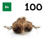 100 bolbos bio calibre 8-9