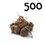 500 bolbos calibre 10+