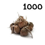 1000 bolbos calibre 10+