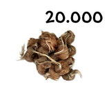 20 000 bolbos calibre 9-10