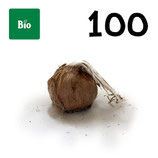 100 bolbos bio calibre 11+