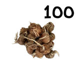 100 bolbos calibre 8-9