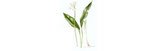 Huile essentielle d'Ail, Allium sativum