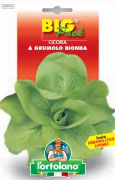 CICORIA a grumolo bionda