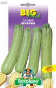 ZUCCHINO Genovese