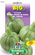 ZUCCHINO Tondo chiaro di Nizza sel. Giotto