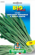 CICORIA Catalogna Puntarelle a foglia stretta