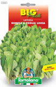 LATTUGA Bionda a foglia liscia