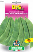 FAGIOLO Lima bicolore o del Papa