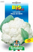 CAVOLFIORE Palla di neve