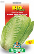 LATTUGA ROMANA Bionda degli ortolani (estiva)