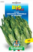 CICORIA Catalogna Puntarelle di Galatina