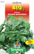 BASILICO Gigante napoletano