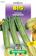 ZUCCHINO Romanesco