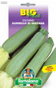 ZUCCHINO Alberello di Sarzana