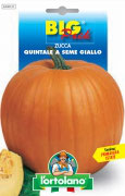 ZUCCA Quintale a seme giallo