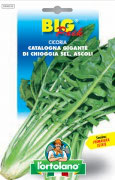 CICORIA Catalogna gigante di Chioggia sel. Ascoli