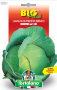 CAVOLO Cappuccio bianco Brunswick