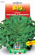LATTUGA Catalogna o Radichetta