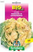 CICORIA Variegata di Castelfranco