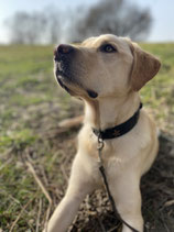 Web Seminar per Zoom Hund- Hund Kommunikation Teil 1