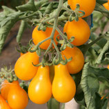 Tomate cerise poire jaune