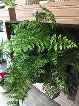 Fougères Asplenium