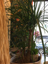 Dracaena