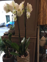 Orchidée