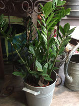 Zamioculcas