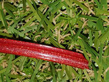 Mähfaden 2,4 mm Sternförmig - 6 Kant - Aluminium